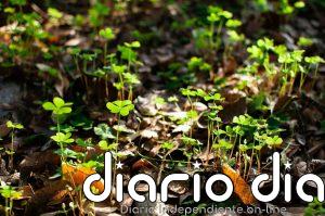 Plantas de la suerte de verdad: cuál es el trébol "real" y cómo cultivar una similar en casa