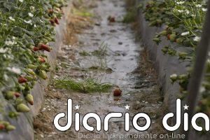 Preocupación en el sector agrario granadino "tras abrirse la puerta" a comarcas excluidas por las ayudas del temporal