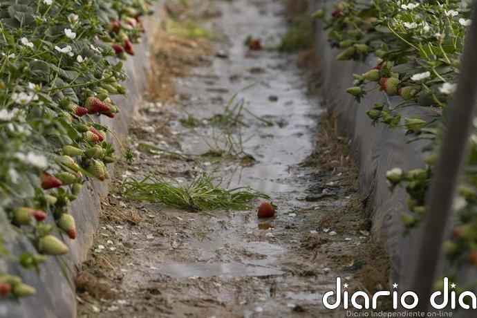 Preocupación en el sector agrario granadino "tras abrirse la puerta" a comarcas excluidas por las ayudas del temporal