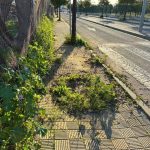 PSOE advierte de la "invasión" de hierbajos de las calles de Utrera (Sevilla) y urge intervención: "Refleja abandono"