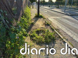 PSOE advierte de la "invasión" de hierbajos de las calles de Utrera (Sevilla) y urge intervención: "Refleja abandono"