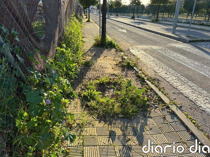PSOE advierte de la "invasión" de hierbajos de las calles de Utrera (Sevilla) y urge intervención: "Refleja abandono"