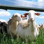 PVH alcanza 1 GW instalado en Italia