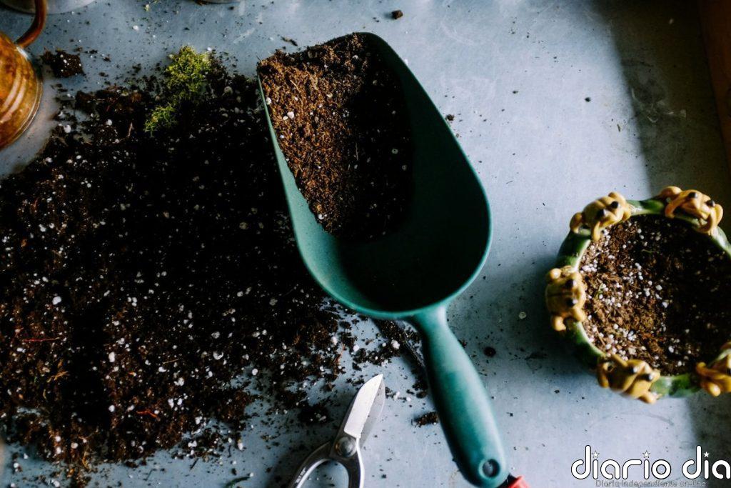 Qué significa que la tierra de tus plantas se ponga blanca: cuándo es moho y cuándo es cal