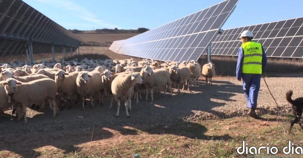 Rebaños de ovejas pastan en campos de placas solares