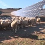 Rebaños de ovejas pastan en campos de placas solares
