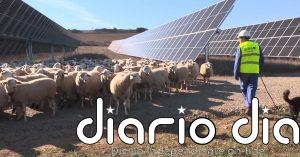Rebaños de ovejas pastan en campos de placas solares
