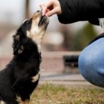 Renta 2025-2026: en estas comunidades puedes desgravar hasta 100 euros en gastos veterinarios