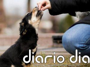 Renta 2025-2026: en estas comunidades puedes desgravar hasta 100 euros en gastos veterinarios