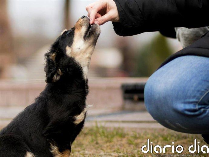 Renta 2025-2026: en estas comunidades puedes desgravar hasta 100 euros en gastos veterinarios