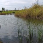 Restauración del río Colorado arroja beneficios ambientales en norte de México
