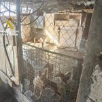 Retiran a un vecino de Moaña (Pontevedra) 22 perros que estaban en pésimas condiciones higiénico-sanitarias