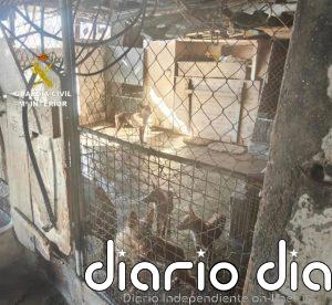 Retiran a un vecino de Moaña (Pontevedra) 22 perros que estaban en pésimas condiciones higiénico-sanitarias