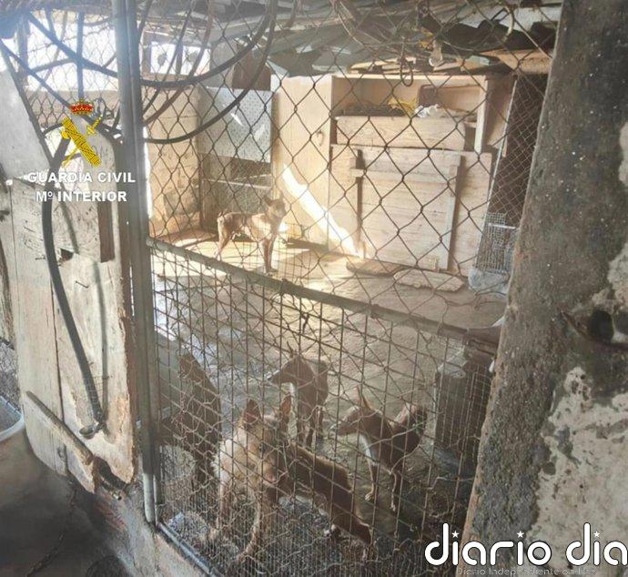 Retiran a un vecino de Moaña (Pontevedra) 22 perros que estaban en pésimas condiciones higiénico-sanitarias