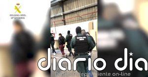 Seis detenidos y más de 10.000 plantas de marihuana intervenidas en Segovia, Toledo y Madrid