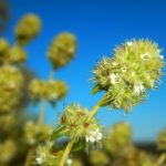 Técnicas genómicas de última generación desentrañan la compleja historia evolutiva de los tomillos blancos