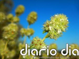 Técnicas genómicas de última generación desentrañan la compleja historia evolutiva de los tomillos blancos