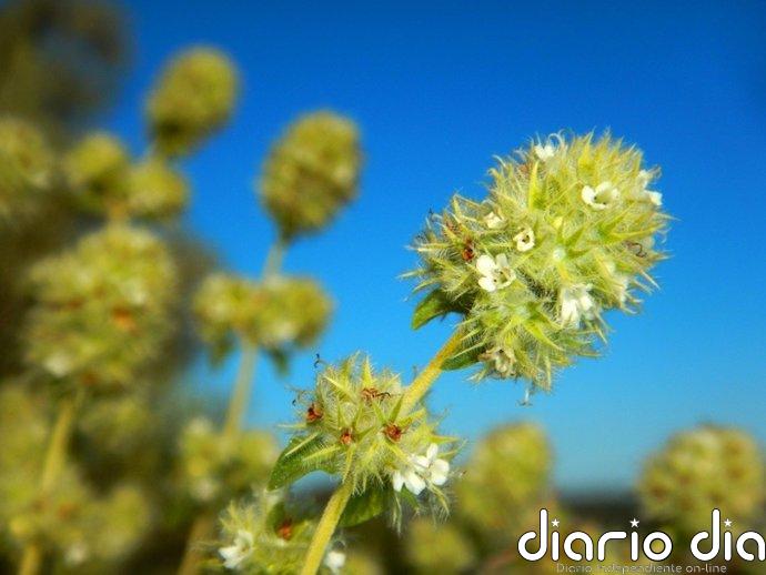 Técnicas genómicas de última generación desentrañan la compleja historia evolutiva de los tomillos blancos