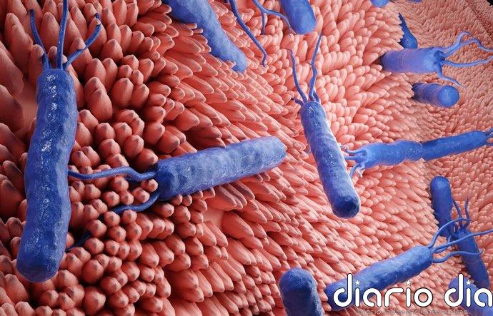 Un apósito inteligente contra las superbacterias: así es el hidrogel que libera antibióticos cuando la herida se infecta