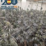 Un dispositivo de Policía de seis días en el distrito Norte de Granada desmantela 17 cultivos 'indoor' de marihuana