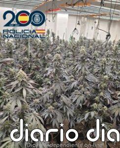Un dispositivo de Policía de seis días en el distrito Norte de Granada desmantela 17 cultivos 'indoor' de marihuana