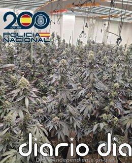 Un dispositivo de Policía de seis días en el distrito Norte de Granada desmantela 17 cultivos 'indoor' de marihuana