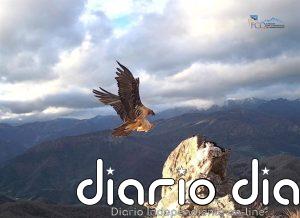 Un estudio en el que participa la UCO detecta por primera vez la malaria aviar en quebrantahuesos