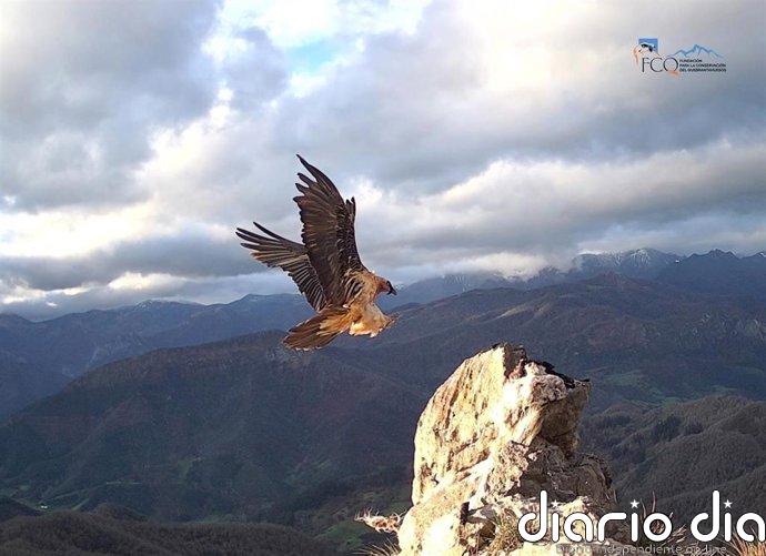 Un estudio en el que participa la UCO detecta por primera vez la malaria aviar en quebrantahuesos