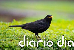 ¿Un mirlo visita tu jardín regularmente? Esto es lo que significa