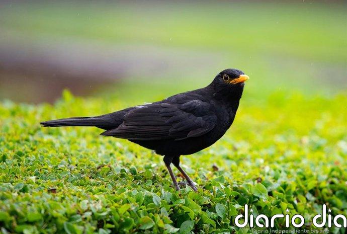 ¿Un mirlo visita tu jardín regularmente? Esto es lo que significa