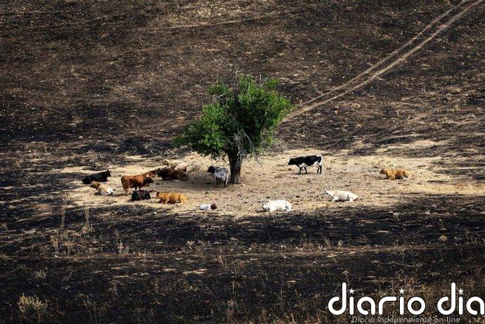 Un total de 31 ONG se unen para crear la Alianza por la Restauración de la Naturaleza en España