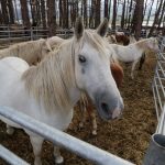 Un varón, de 17 años, herido grave tras caerse de un caballo cerca de Pasarón de la Vera