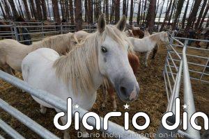 Un varón, de 17 años, herido grave tras caerse de un caballo cerca de Pasarón de la Vera