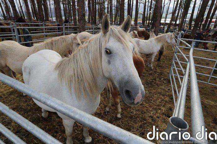 Un varón, de 17 años, herido grave tras caerse de un caballo cerca de Pasarón de la Vera