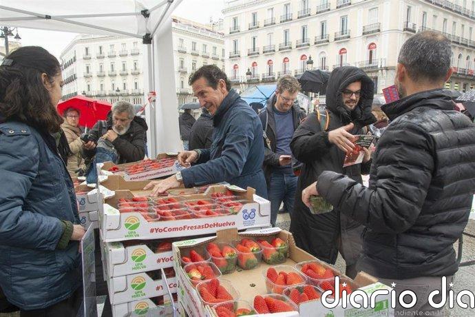 UPA reparte hoy más de 2.000 tarrinas de fresa de Huelva en Sol (Madrid) para poner en valor a agricultores