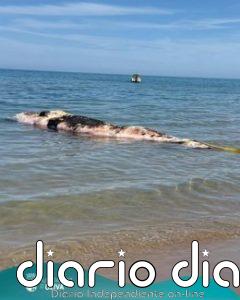 Aparece un cachalote sin vida en Oliva