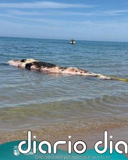 Aparece un cachalote sin vida en Oliva