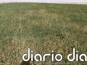 ASAJA Aragón advierte de la crítica situación que afrontan los cultivos de secano como no llueva y baje la temperatura