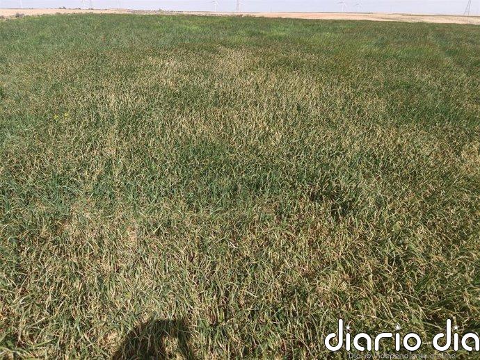 ASAJA Aragón advierte de la crítica situación que afrontan los cultivos de secano como no llueva y baje la temperatura