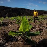 Asepalma pide un "último empujón" de 223 millones para acabar la reconstrucción platanera tras la erupción del Tajogaite