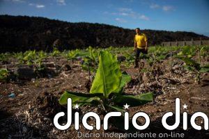 Asepalma pide un "último empujón" de 223 millones para acabar la reconstrucción platanera tras la erupción del Tajogaite