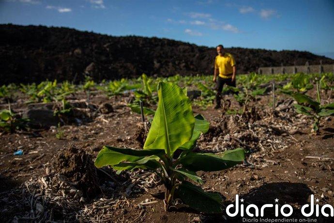 Asepalma pide un "último empujón" de 223 millones para acabar la reconstrucción platanera tras la erupción del Tajogaite