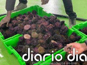 Asturias cierra la campaña del oricio 2026 con 17.262 kilos y 271.876 euros de rentabilidad