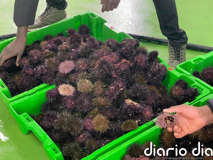 Asturias cierra la campaña del oricio 2026 con 17.262 kilos y 271.876 euros de rentabilidad