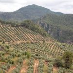 Beas de Segura (Jaén) acogerá en mayo la entrega de los Premios Ardilla, de la DOP Sierra de Segura