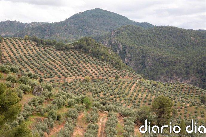 Beas de Segura (Jaén) acogerá en mayo la entrega de los Premios Ardilla, de la DOP Sierra de Segura