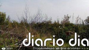 Cabañeros registra, por primera vez en su historia, el nacimiento de una camada de lince ibérico