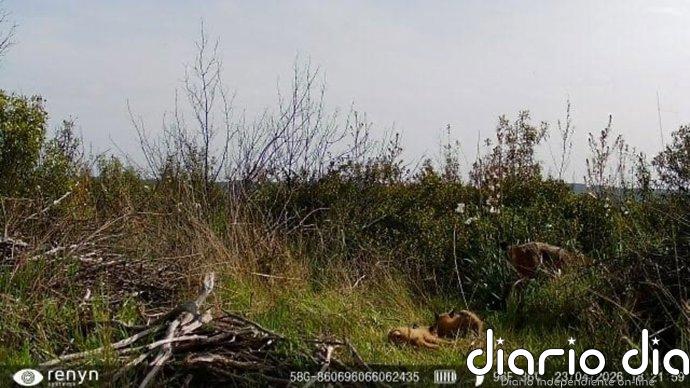 Cabañeros registra, por primera vez en su historia, el nacimiento de una camada de lince ibérico