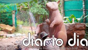 Camboya inaugura una estatua en honor a Magawa, la rata detectora de bombas nacida en Tanzania