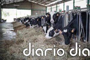 Cantabria prolonga las medidas contra la Dermatosis Nodular al menos hasta el 31 de julio